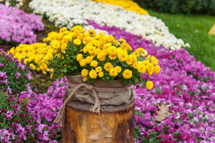 На Співочому полі у Києві відкрилась виставка хризантем
