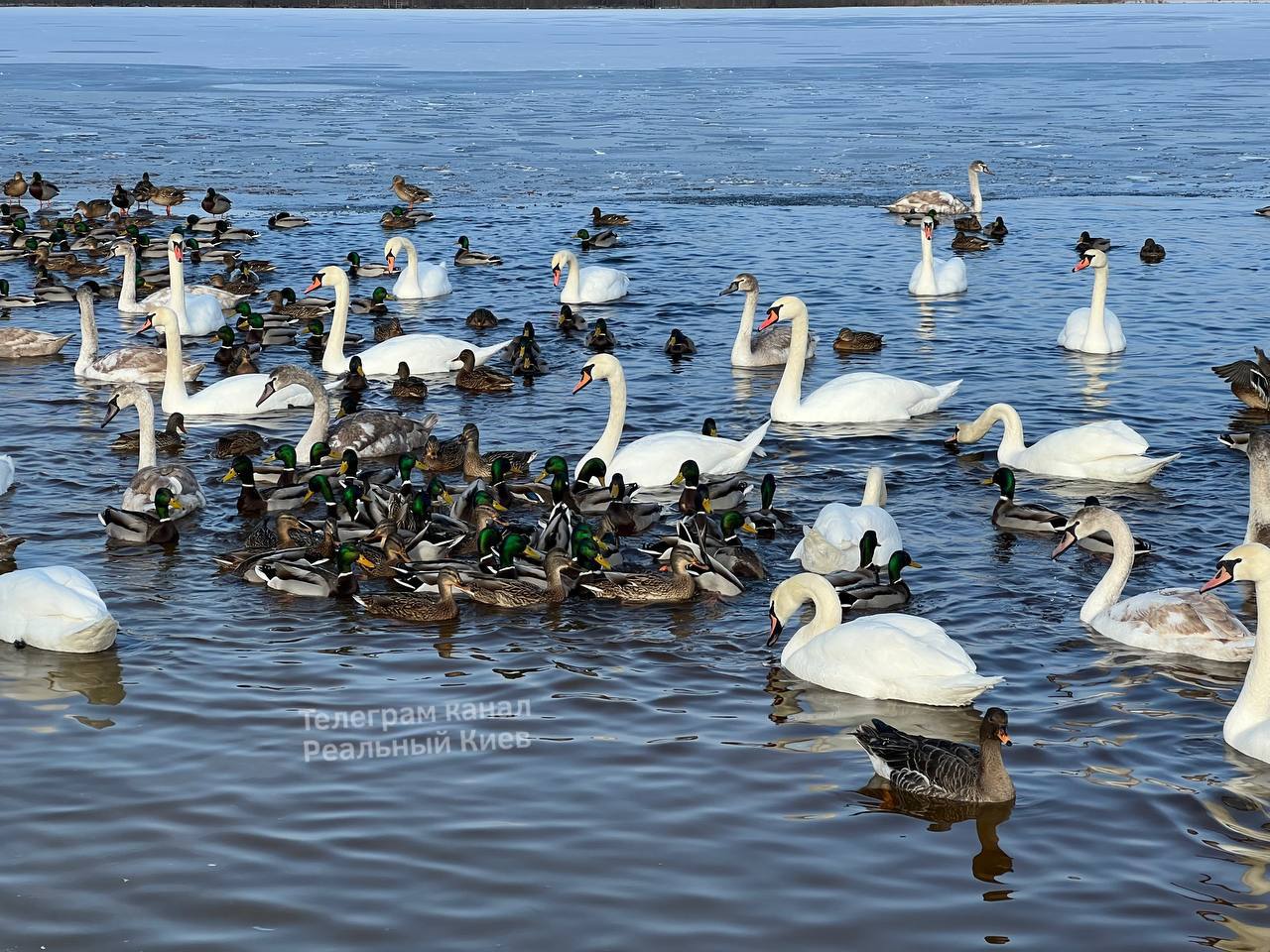 У Києві на Оболоні річку окупували лебеді та качки (ФОТО, ВІДЕО)