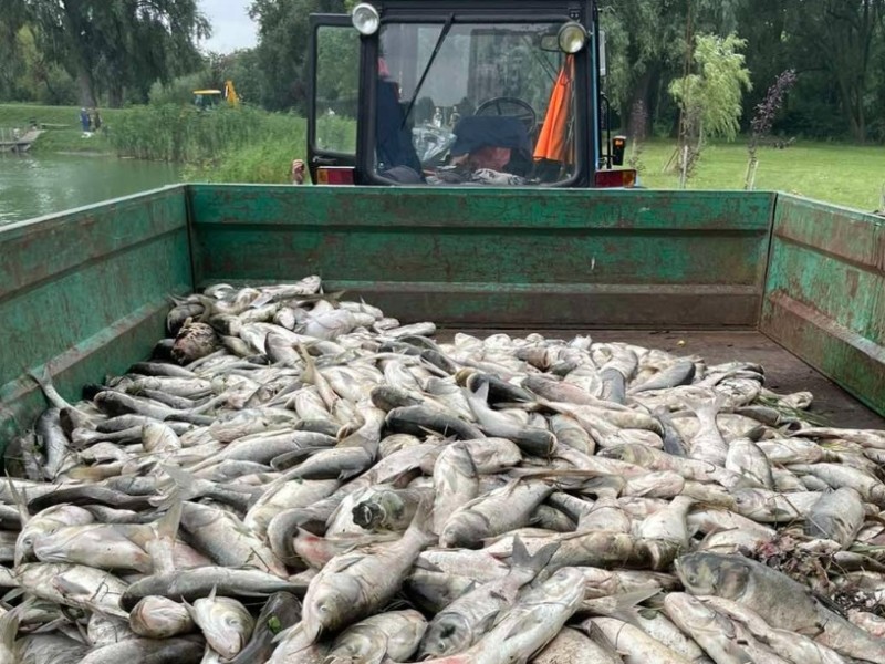 Масова загибель риби в Борисполі: названо суму збитків