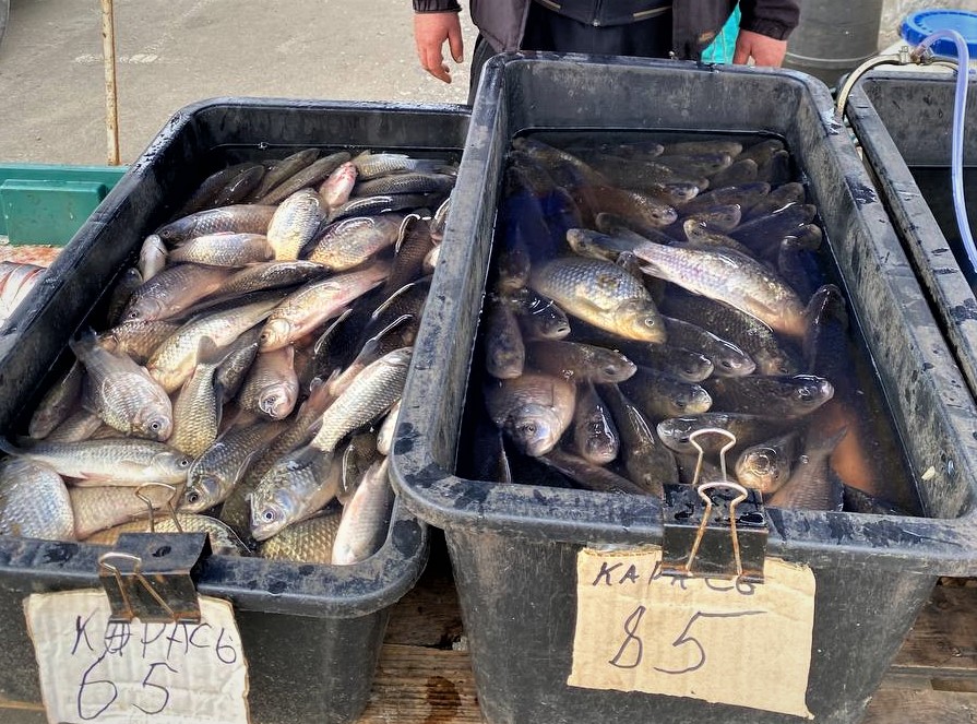 Екоінспектори виявили місця нелегального збуту риби в Києві (ФОТО)