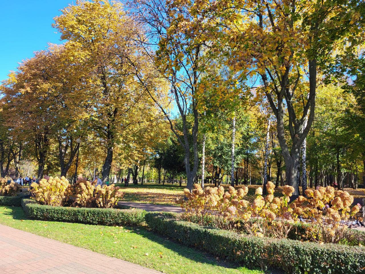 В одному з парків Києва висадили алею гортензій (ФОТО)