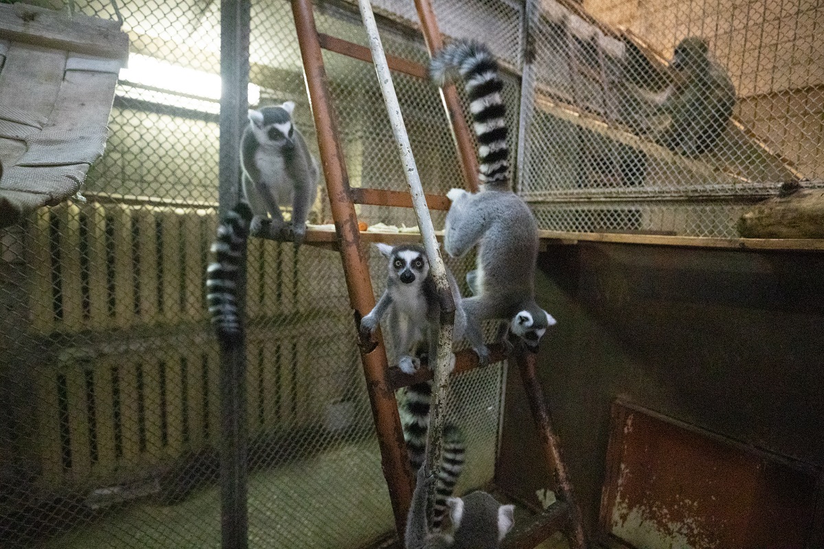 В Київському зоопарку показали, як підросли новонароджені тварини за час війни (ФОТО)
