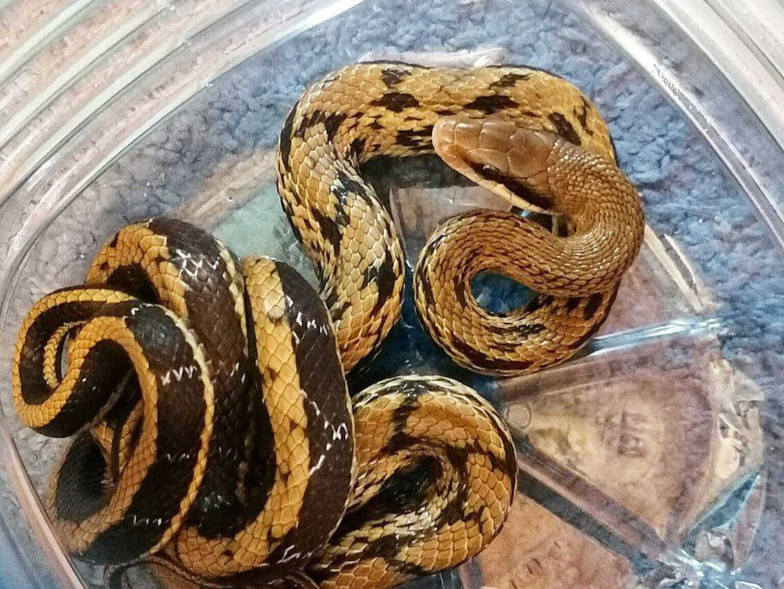 Киянка знайшла у себе в квартирі екзотичну змію, яка втекла від власника (ФОТО)