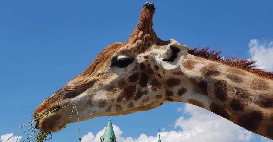 У деокупованому зоопарку на Київщині народилося жирафеня (ФОТО)