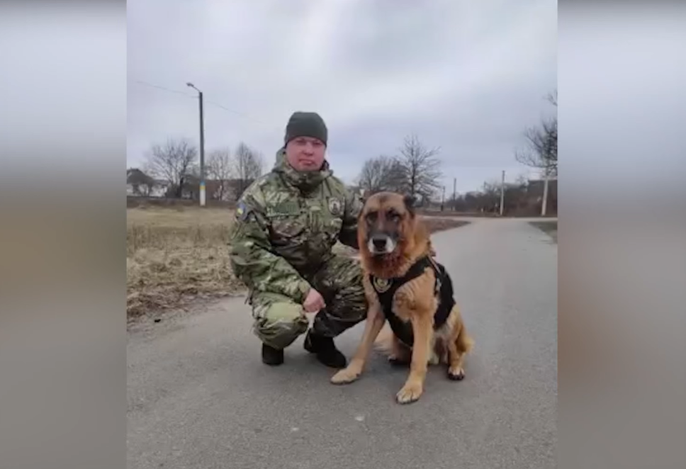 На Київщині поліцейський пес відшукав бабусю, яка замерзала в лісі (ВІДЕО)