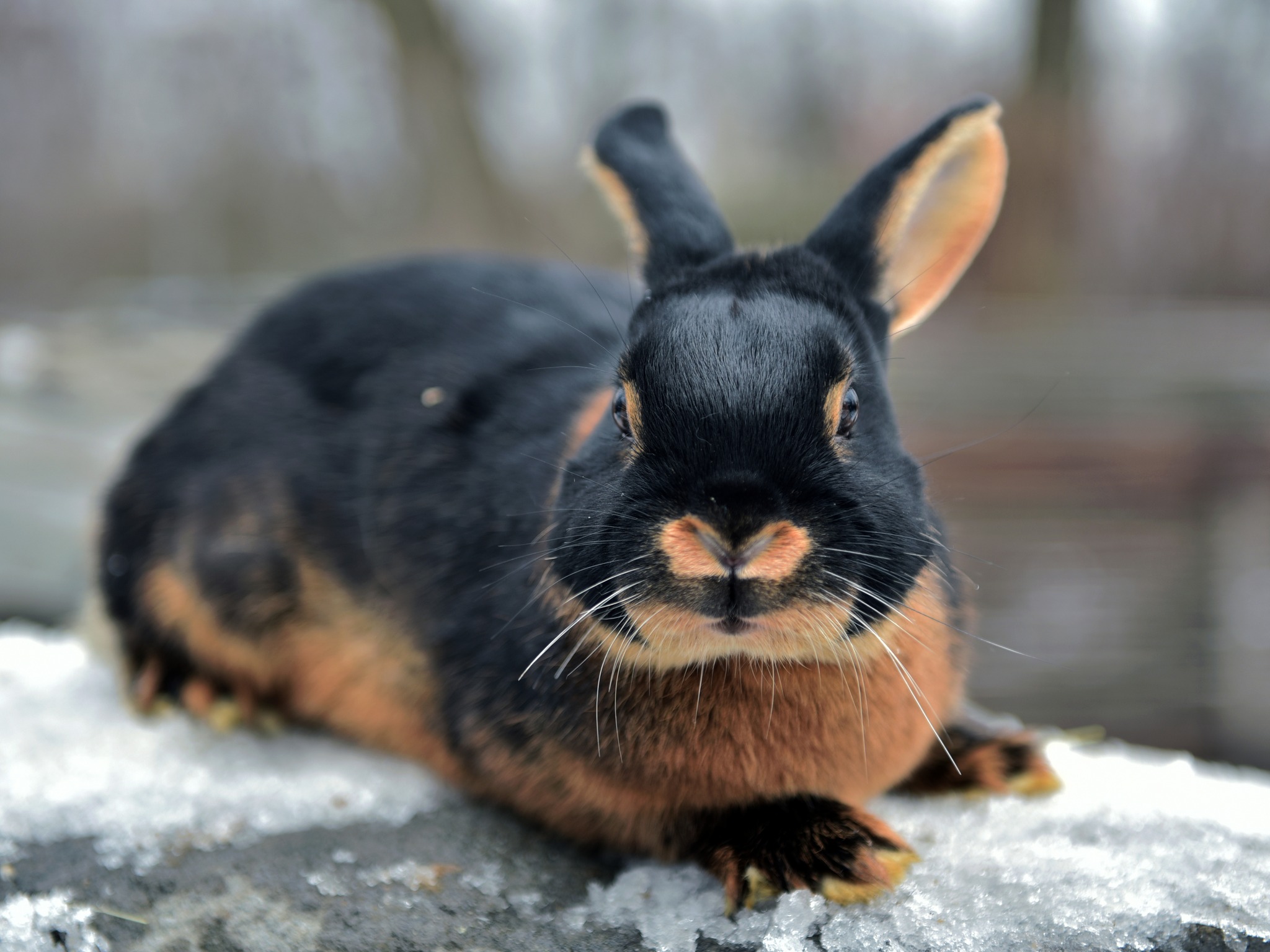 В Київському зоопарку відкрили виставку чорних кроликів (ФОТО)