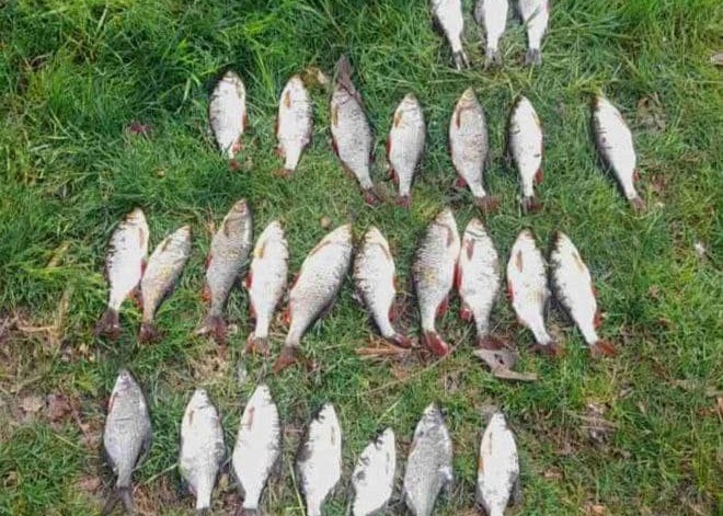 У Київській області виявили факт рибного браконьєрства (ФОТО)