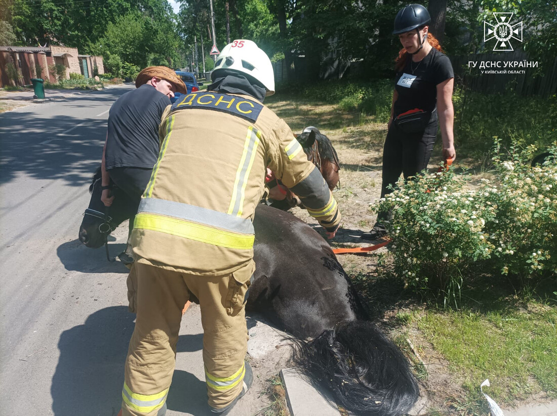 У Київській області врятували коня, який впав у каналізаційний люк